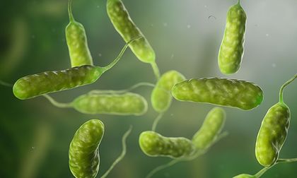 Qué es la bacteria ‘come carne’ y qué se sabe sobre esta