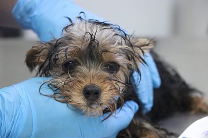 Imagen de Medellín ofrece curso gratuito de primeros auxilios para perros y gatos: cómo inscribirse