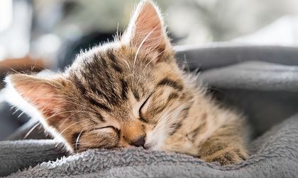 Qué hacer ante enfermedades estomacales de nuestras mascotas