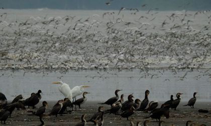 Aves playeras permiten determinar la salud de los ecosistemas marinos