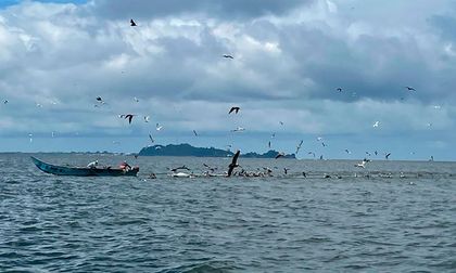 Advierten aumento del nivel del mar en el Pacífico entre el 4 y el 11 de diciembre