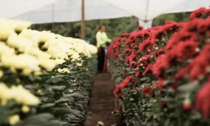 Imagen de  Exportación de flores del Oriente en San Valentín, ¡todo un éxito!