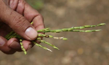 ICA y Acosemillas recomiendan a los agricultores utilizar semilla autorizada para proteger sus cultivos