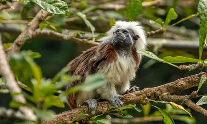 Denuncian daños a fauna en el conflicto armado