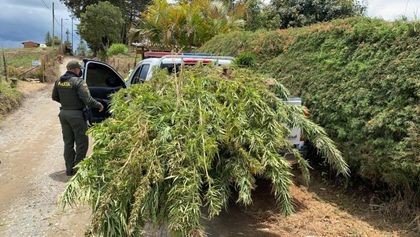 600 matas de marihuana fueron erradicadas en Marinilla