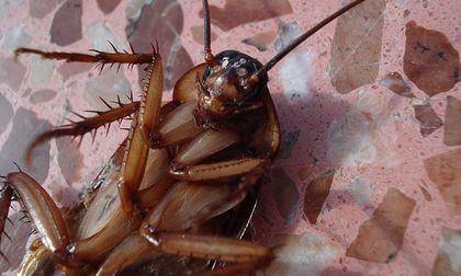 Leche de cucaracha: el superalimento del futuro en investigación