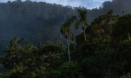 Hacia un enfoque de naturaleza positiva para las empresas
