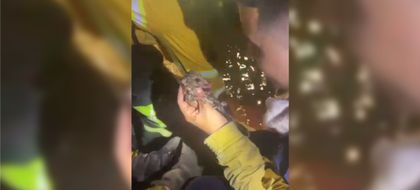 Imagen de En video: bombero salió al rescate de una pequeña zarigüeya que presentaba heridas por incendio