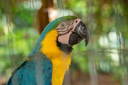 Imagen de  Catorce aves regresan a la libertad en San Rafael tras años en cautiverio: así fue su proceso de rehabilitación