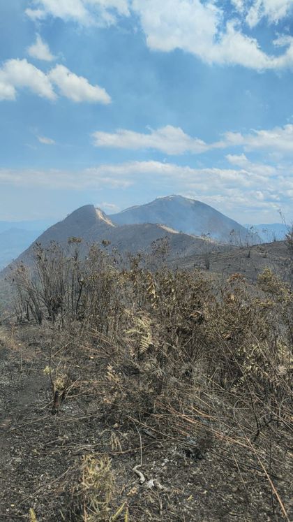 Imagen de  Ofrecen $500 millones por responsables de incendios en Abejorral