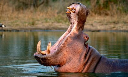 Gobierno activa eutanasia de hipopótamos