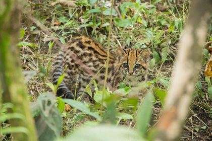 Imagen de  Una mujer murió por rabia luego de la manipulación de un tigrillo en Jericó