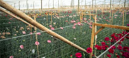 Imagen de  Sector floricultor espera destacarse durante la COP 16