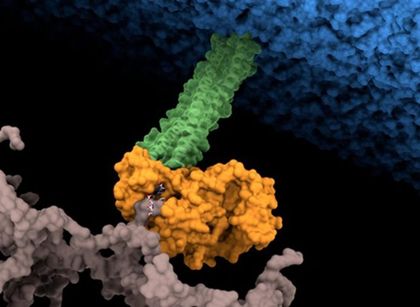 Imagen de Hallan el punto débil de una de las 15 bacterias más peligrosas para la salud humana