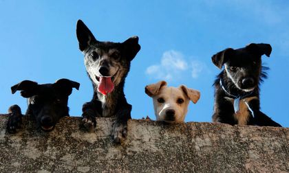 Adopta, dona y transforma vidas en la jornada de adopción ‘Estoy listo para irme a casa’ en el Parque de El Ingenio en Cali