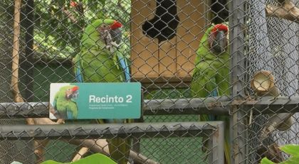 Imagen de  Medellín apuesta por salvar a la guacamaya verde limón
