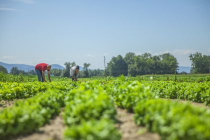 Imagen de  MinCiencias y el Sena lanzan convocatoria para el sector agroalimentario: así puede participar