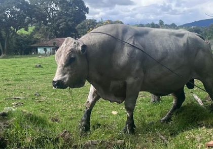 Imagen de  Campeón tiene miles de hijos en todo el país y ahora es el primer toro “universitario” en jubilarse