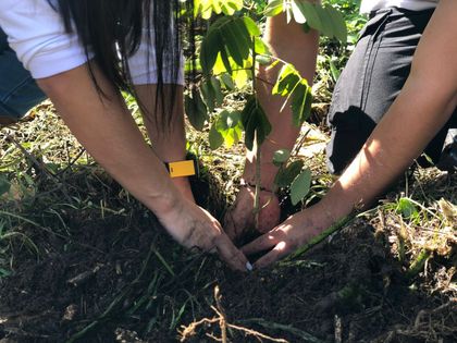 Imagen de  El Oriente antioqueño se sumará a la Gran Sembratón Nacional