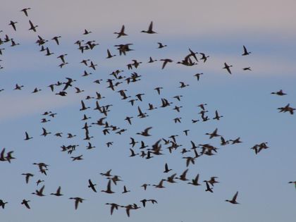 Imagen de  Este fin de semana también se celebran las aves migratorias