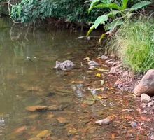 Humedales de Cali pierden nivel de agua: Dagma intensifica el monitoreo durante el Fenómeno de El Niño