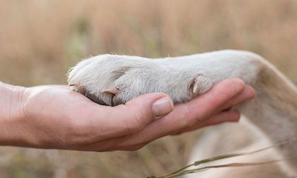 El extraño fenómeno de mascotas que mueren al mismo tiempo que sus dueños