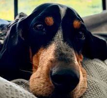 El Sabueso Fino Colombiano se convierte en la primera raza de perro colombiana con reconocimiento global