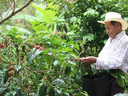Imagen de  Gobierno subsidiará a pequeños caficultores con hasta un 30 % de descuento en la compra de fertilizantes