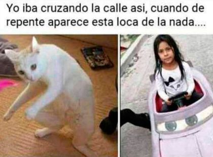 meme-nina-gato