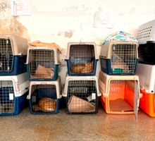 Centro de Bienestar Animal de Cali entra en cuarentena preventiva: estas son las restricciones para nuevos ingresos