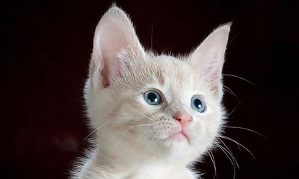 Los animales también sienten tu dolor