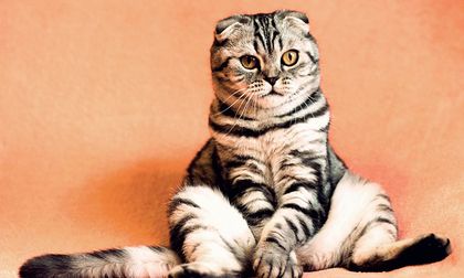 Cuando las mascotas parecen de otra dimensión