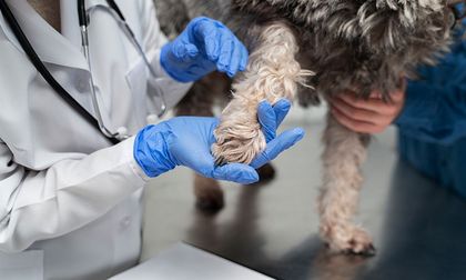 Cómo tratar la dermatitis en perros de forma segura y efectiva