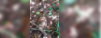 Imagen de Habitantes de una zona rural de El Carmen denuncian presunto ataque de felino