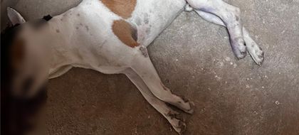 Imagen de  Indignación en El Peñol: comunidad exige justicia por el asesinato de un perrito guardián