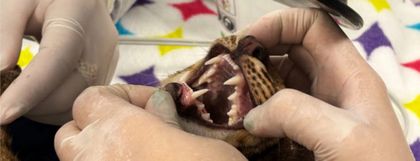 Imagen de  Tigrillo quedó en estado crítico por posible atropellamiento en Itagüí. Se está recuperando y podría volver a la naturaleza