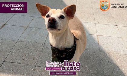 ¡Adopta hoy, ama para siempre! Llegan las primeras jornadas de adopción de 2026