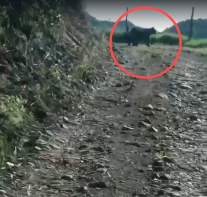 Imagen de  En video: avistaron un oso de anteojos en la ruralidad de Jardín, habrá plan para proteger su vida