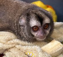 Rescatan mono nocturno y guacamaya que permanecieron tres años en cautiverio en Buga