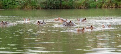 Imagen de Cornare afirma que la eutanasia de hipopótamos es una medida necesaria, pero aboga por una estrategia integral