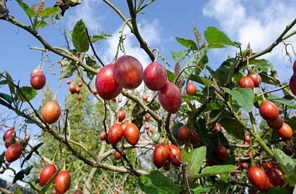 Imagen de  Alcaldía de La Unión monitorea crisis del tomate de árbol ante bajos precios