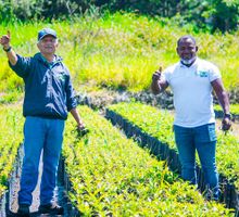 Cauca planea sembrar un millón de árboles