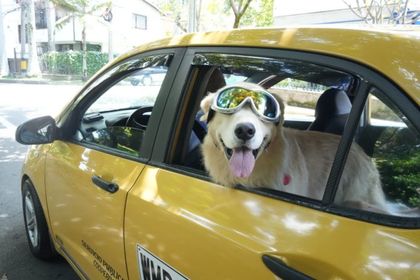 Imagen de  Más movilidad para peludos en Medellín: Coopebombas suma 400 taxis al servicio especial para transporte de mascotas