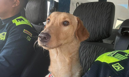 “Moisés” volvió a caminar en Palmira