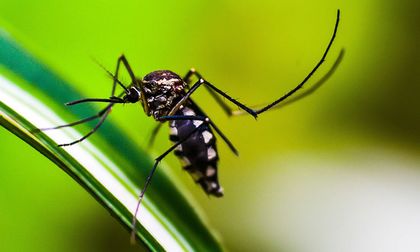 Cinco recomendaciones para protegerse del dengue