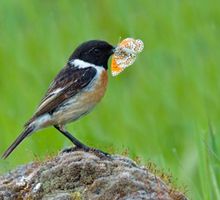 Animales: ¿Camuflaje o colores brillantes?