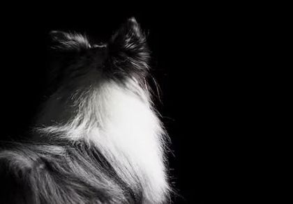 Imagen de  A un perrito le aplicaron la eutanasia sin la autorización de su dueño: Procuraduría pide explicación