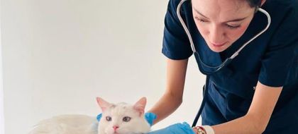 Imagen de ”Nos une el bienestar animal”: Rionegro celebrará el Primer Festival de las Mascotas