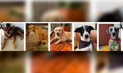 Alcaldía de Toribío rechaza envenenamiento de perros y pide esclarecer los casos