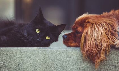 Artrosis en perros y gatos, una enfermedad en crecimiento